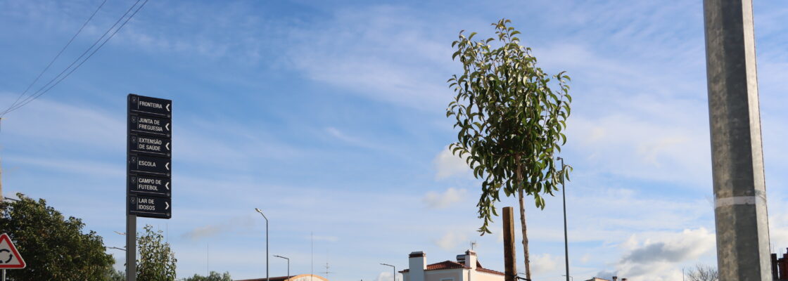 Autarquia procede à replantação de árvores em espaço urbano