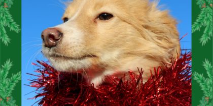 Há Patas à Espera de um Lar no CROA de Sousel