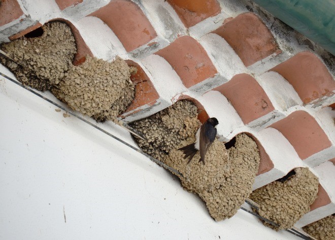 Município de Sousel sensibiliza para a proteção das andorinhas